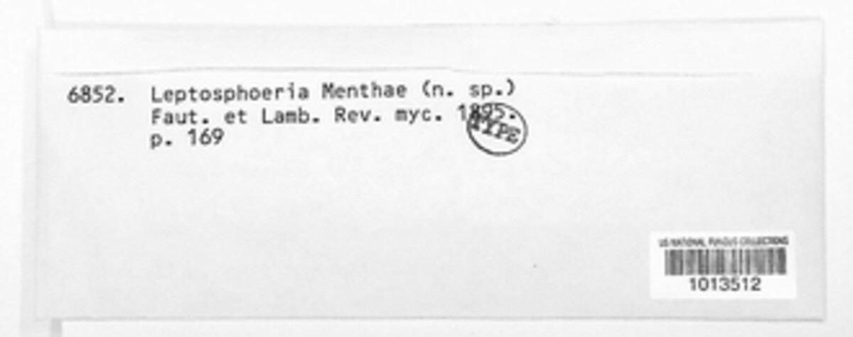 Leptosphaeria menthae image